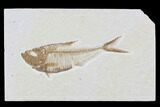 Diplomystus Fossil Fish - Wyoming #93991-1